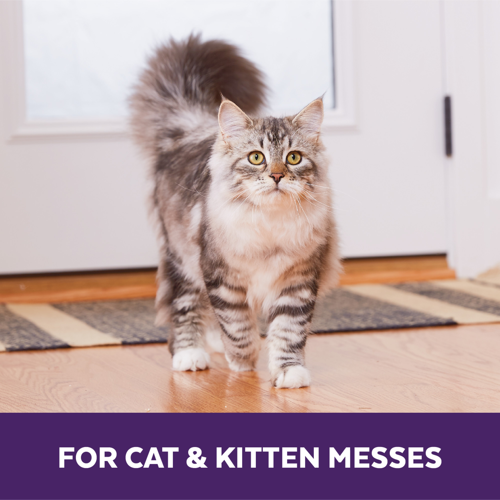 Cat & Kitten Formula with Carpet Applicator